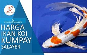 Ikan Koi Slayer Harga